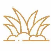 Beautiful Plantation